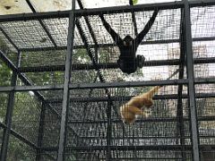 04A Male and female buff-cheeked gibbons swing in their cage in the Hong Kong Zoological and Botanical Gardens